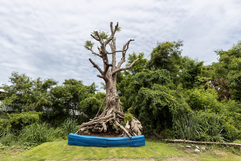 Ağaç Taşıma Detay 5