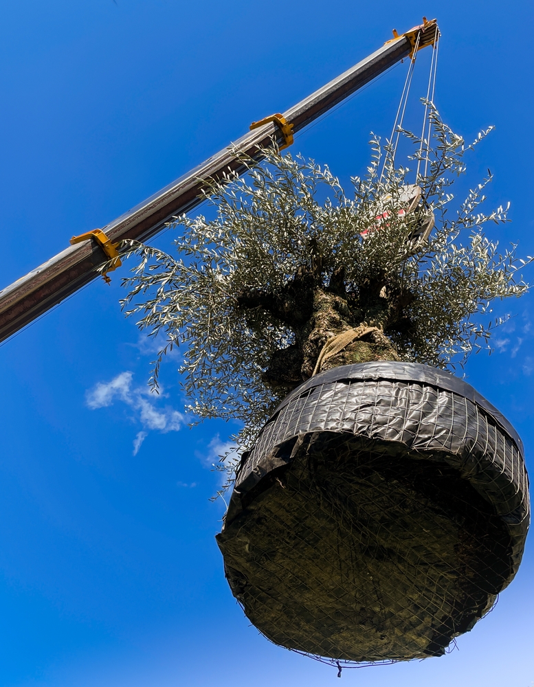 Ağaç Taşıma Yan 2