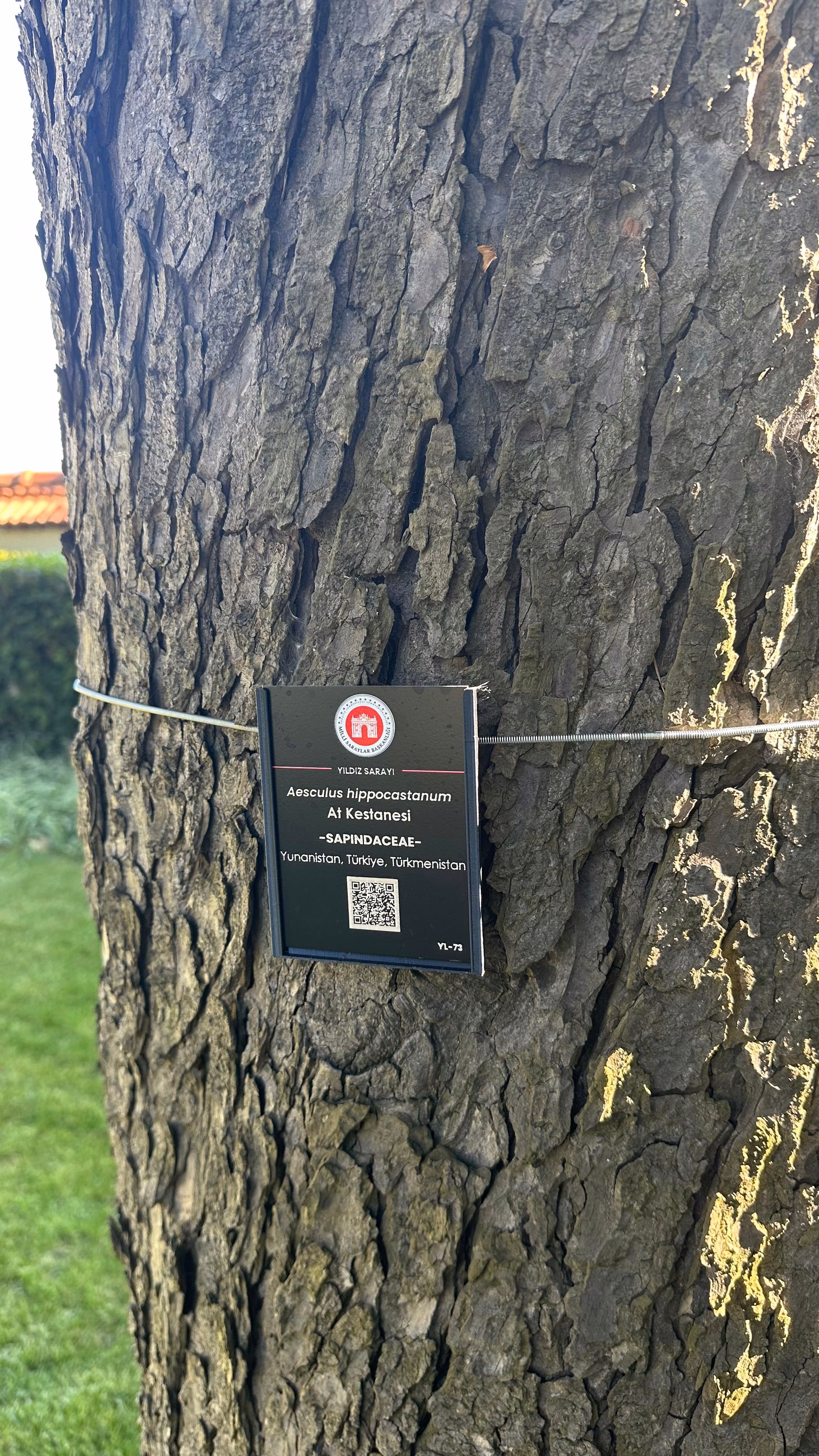 Ağaç Künye Saha Çalışması