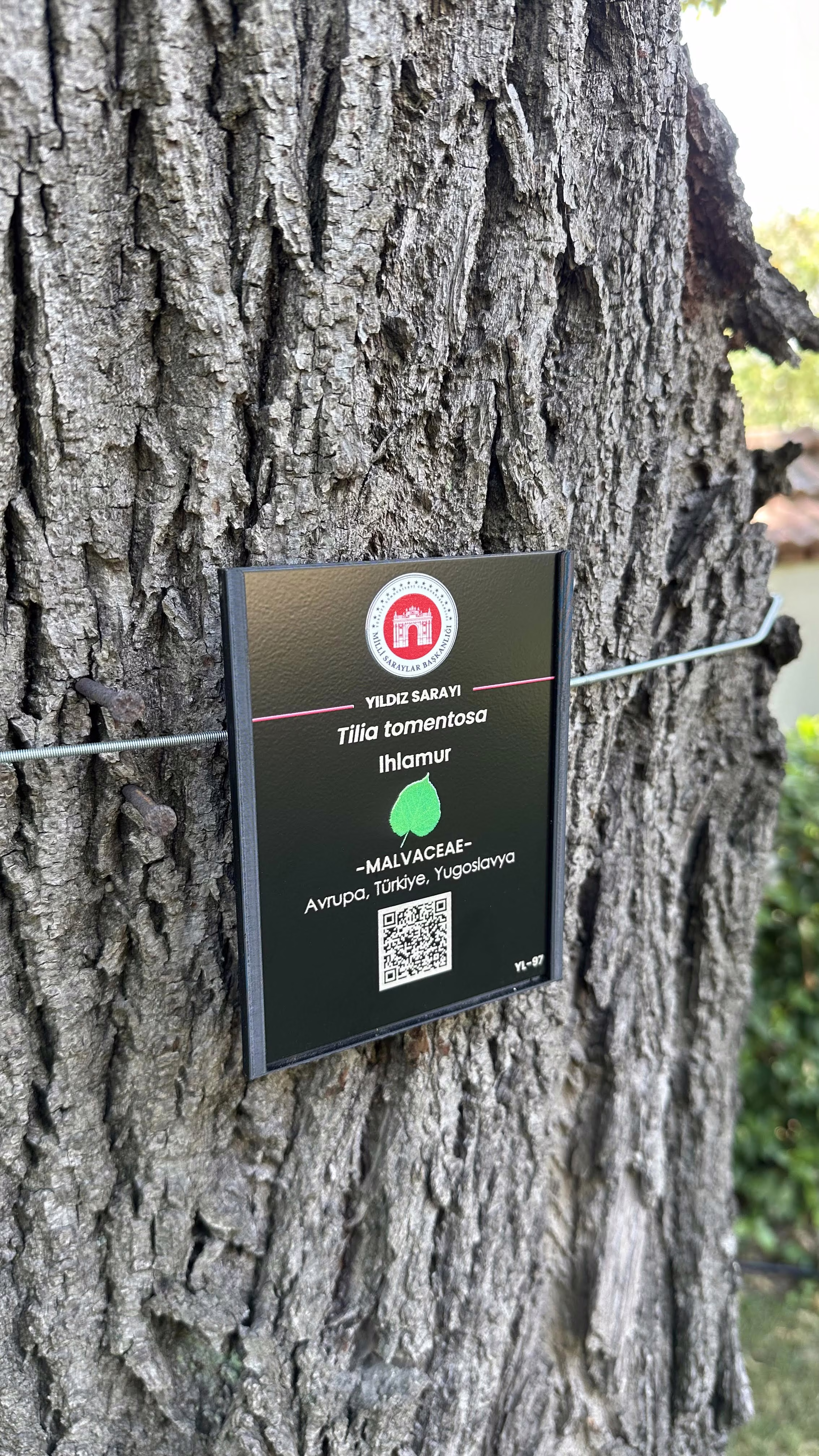 QR Ağaç Etiketi V3 Versiyon